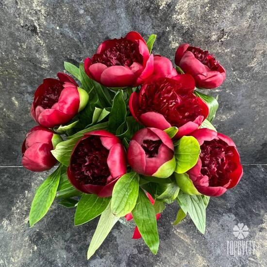 Букет из 9 бордовых пионов 