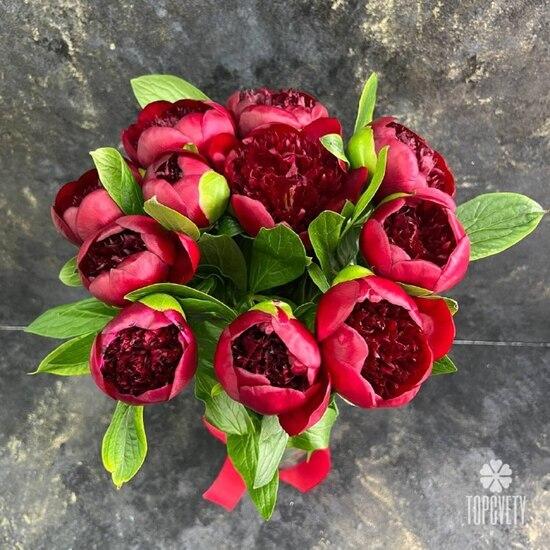 Букет из 11 бордовых пионов