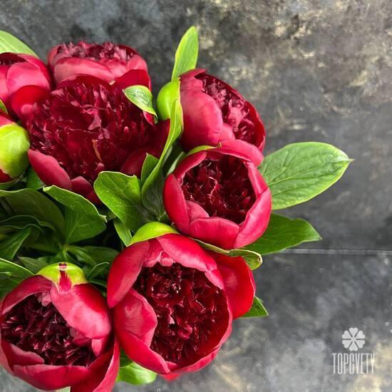 Букет из 11 бордовых пионов