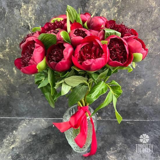 Букет из 11 бордовых пионов