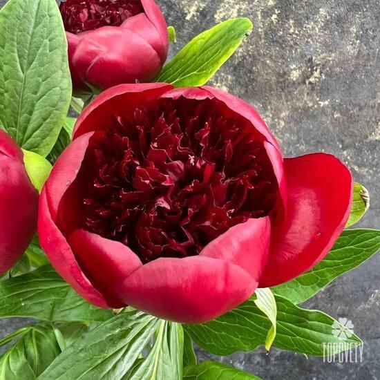 Букет из 15 бордовых пионов 