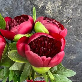 Букет из 15 бордовых пионов 