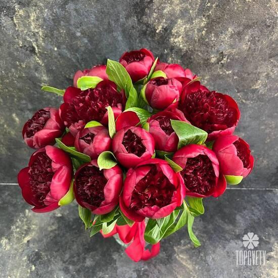 Букет из 15 бордовых пионов 