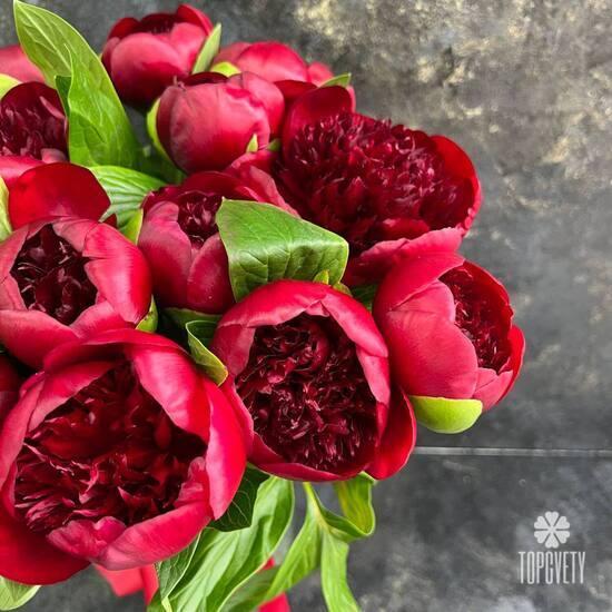 Букет из 15 бордовых пионов 
