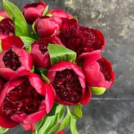 Букет из 15 бордовых пионов 