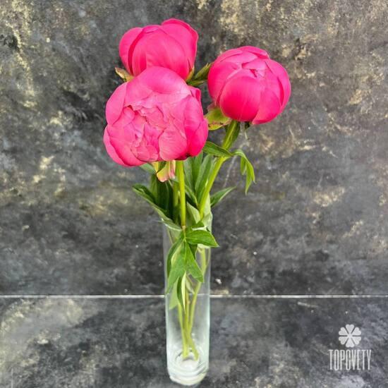 Букет из 3 розовых пионов 