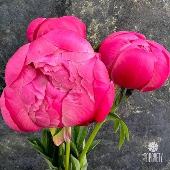 Букет из 3 розовых пионов 