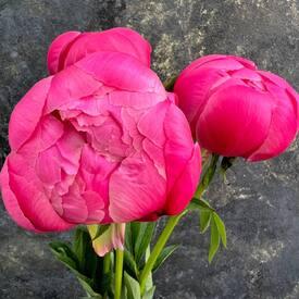 Букет из 3 розовых пионов 