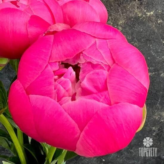 Букет из 3 розовых пионов 