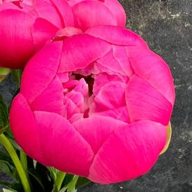 Букет из 3 розовых пионов 