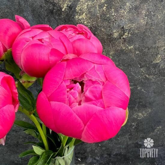 Букет из 5 розовых пионов 