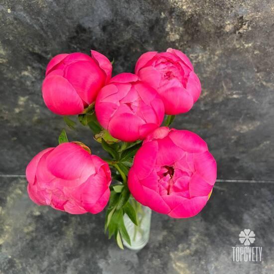 Букет из 5 розовых пионов 