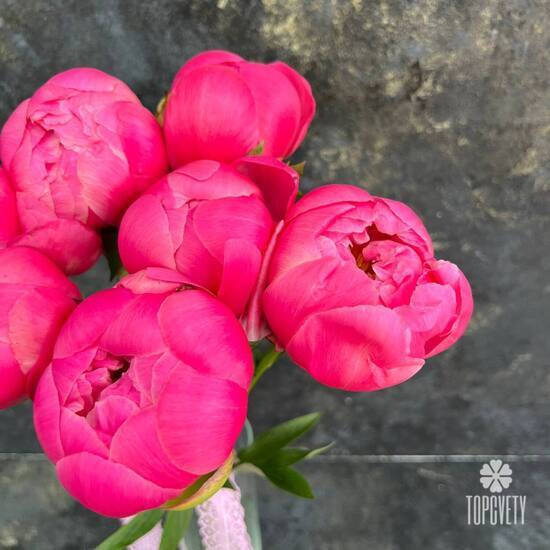 Букет из 7 розовых пионов