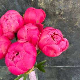 Букет из 7 розовых пионов