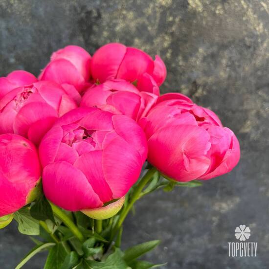 Букет из 9 розовых пионов 