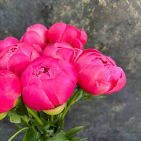 Букет из 9 розовых пионов 