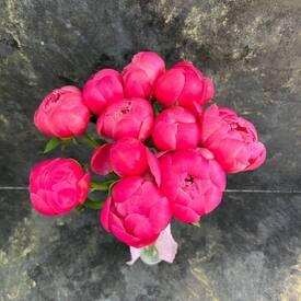 Букет из 11 розовых пионов