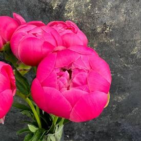 Букет из 13 розовых пионов