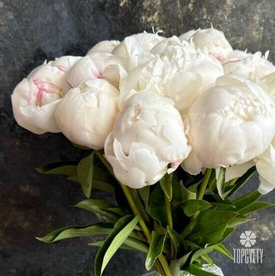 Букет из 11 белых пионов