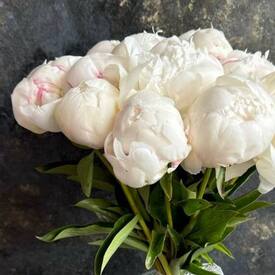 Букет из 11 белых пионов