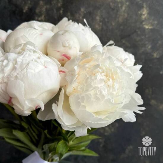 Букет из 13 белых пионов