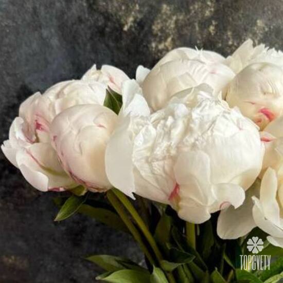 Букет из 13 белых пионов