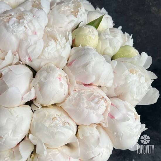 Букет из 51 белого пиона в коробке 