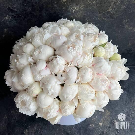 Букет из 51 белого пиона в коробке 