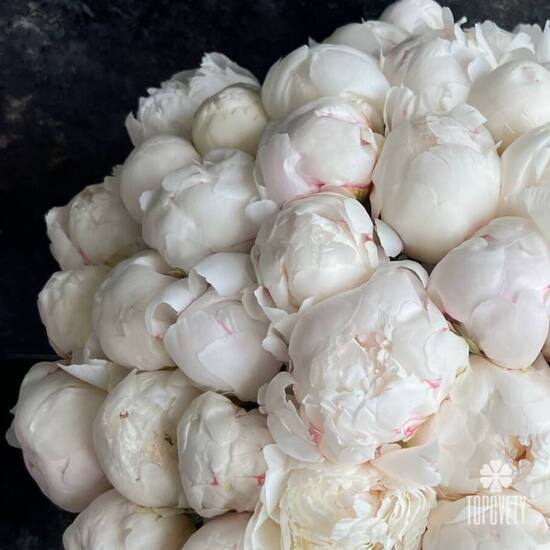 Букет из 45 белых пионов