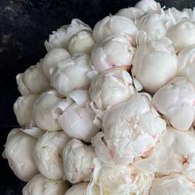 Букет из 45 белых пионов