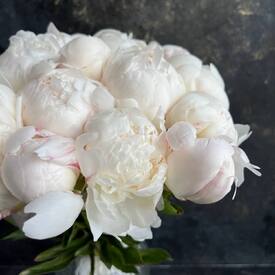 Букет из 15 белых пионов