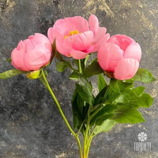 Букет из 3 розовых пионов