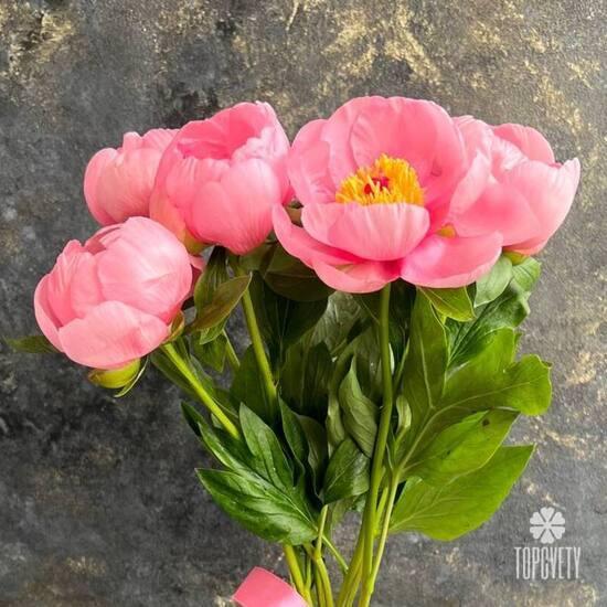 Букет из 5 розовых пионов 