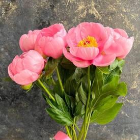 Букет из 5 розовых пионов 