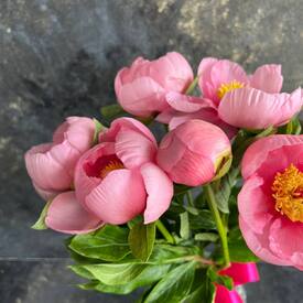 Букет из 7 розовых пионов