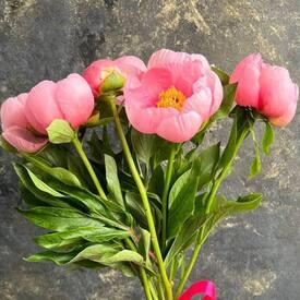 Букет из 7 розовых пионов