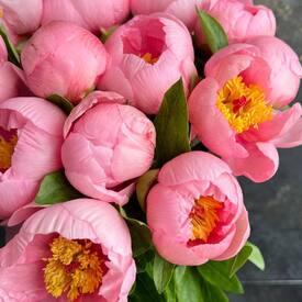 Букет из 15 розовых пионов 