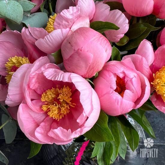 Букет из 25 розовых пионов и эвкалипта