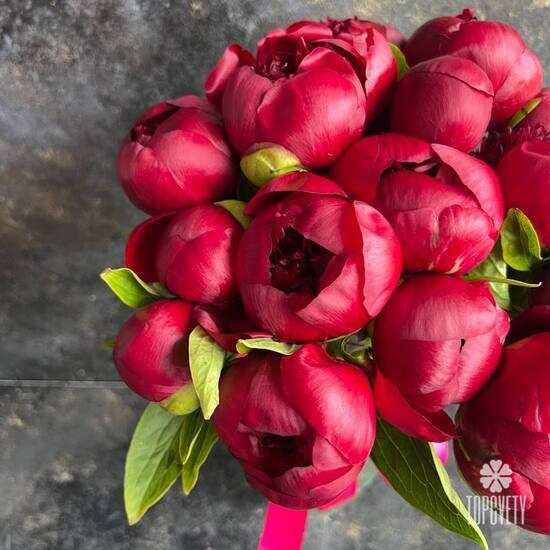 Букет из 15 красных пионов 