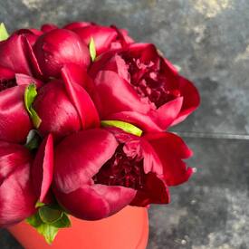 Композиция из 11 бордовых пионов в коробке