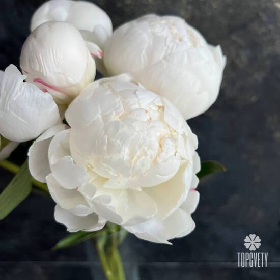Букет из 5 белых пионов