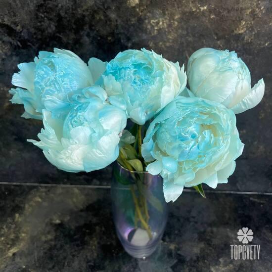 Букет из 5 голубых пионов