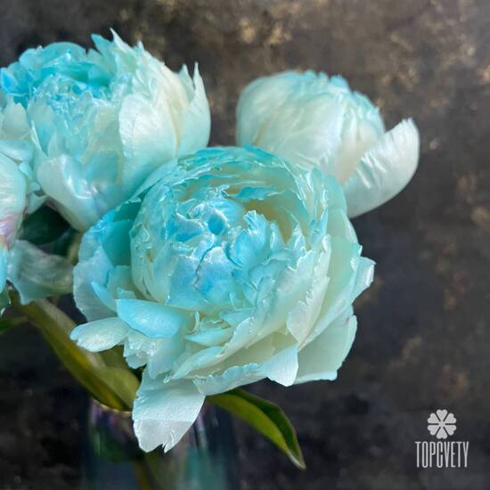 Букет из 5 голубых пионов
