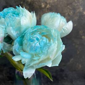 Букет из 5 голубых пионов