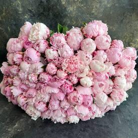 Букет из 101 пиона 