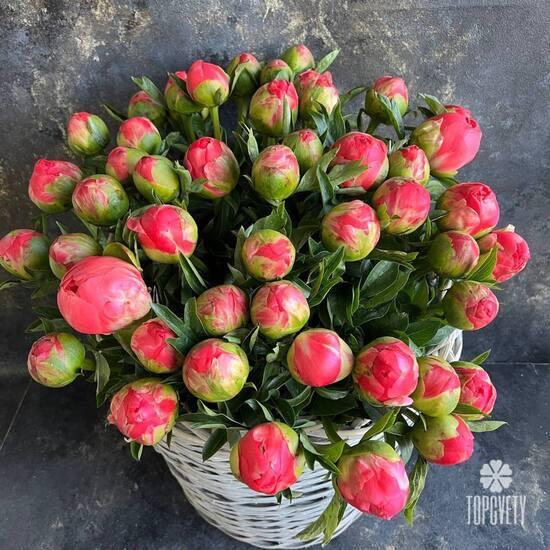 Корзина из 75 пионов 