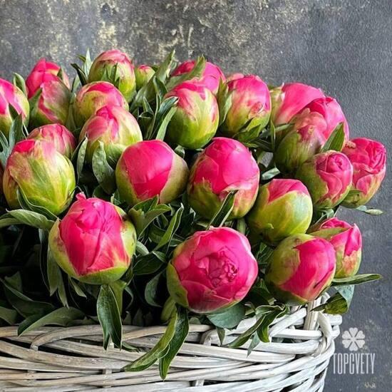 Корзина из 75 пионов 