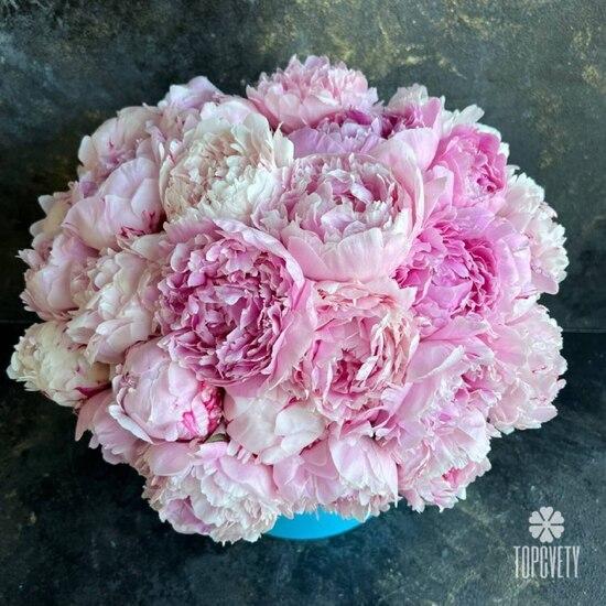 Букет из 35 розовых пионов Сара Бернар в коробке