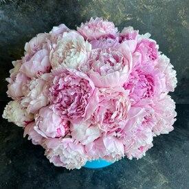 Букет из 35 розовых пионов Сара Бернар в коробке