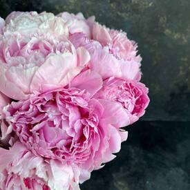 Букет из 35 розовых пионов Сара Бернар в коробке